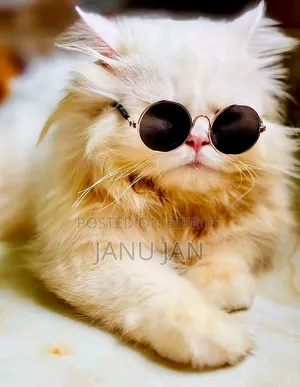 3-6 months Male Purebred Persian