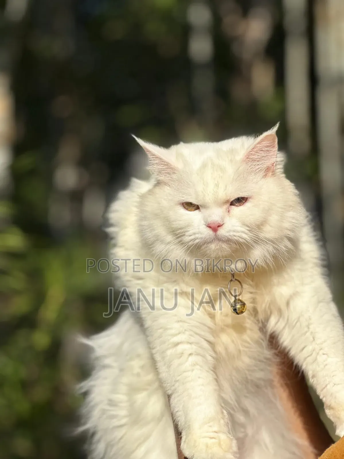 3-6 months Male Purebred Persian