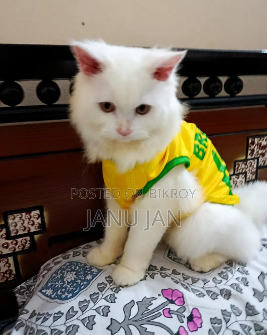 3-6 months Male Purebred Persian