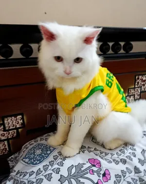 3-6 months Male Purebred Persian