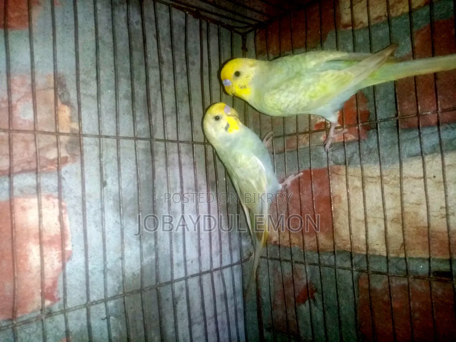 এক জোরা নিউ এডাল্ট বাজিকর হাত বদল হবে