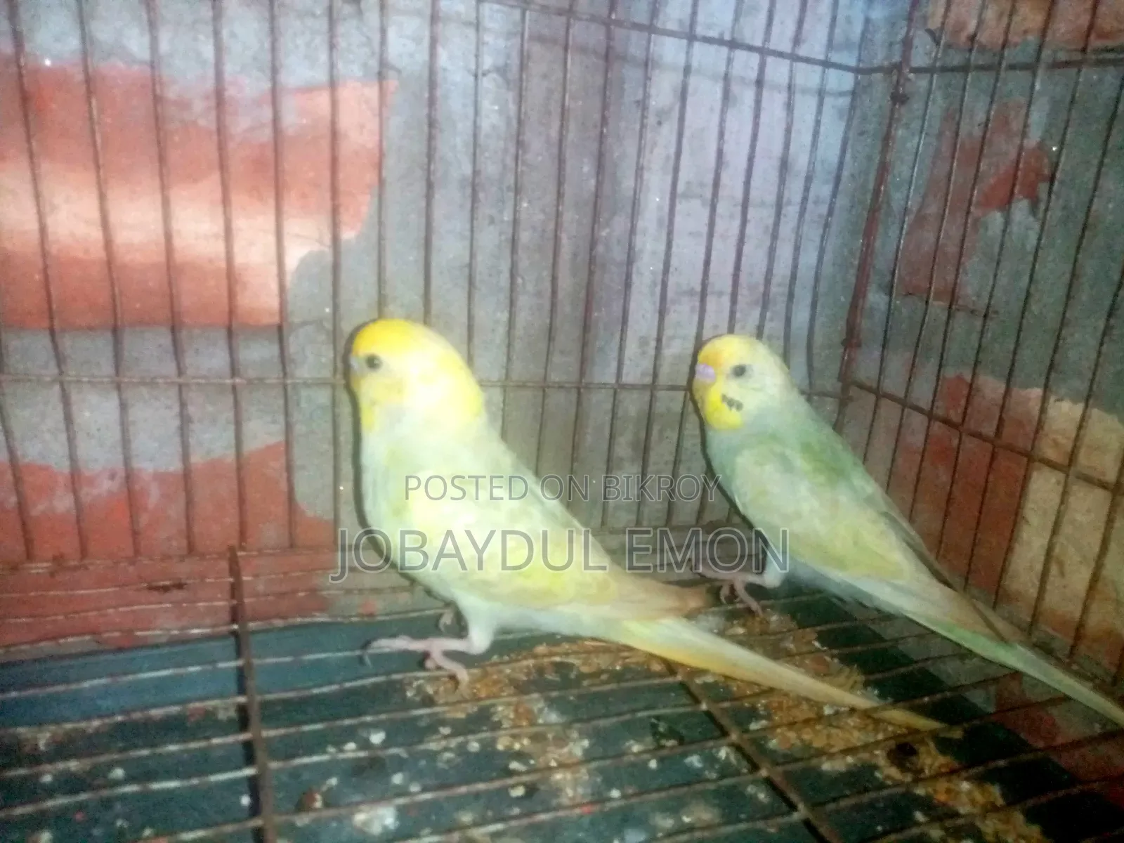 এক জোরা নিউ এডাল্ট বাজিকর হাত বদল হবে