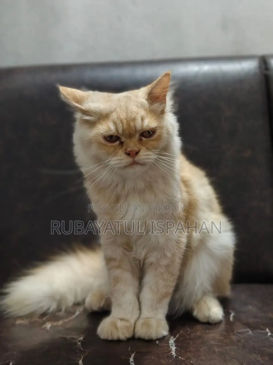3-6 months Male Purebred Persian