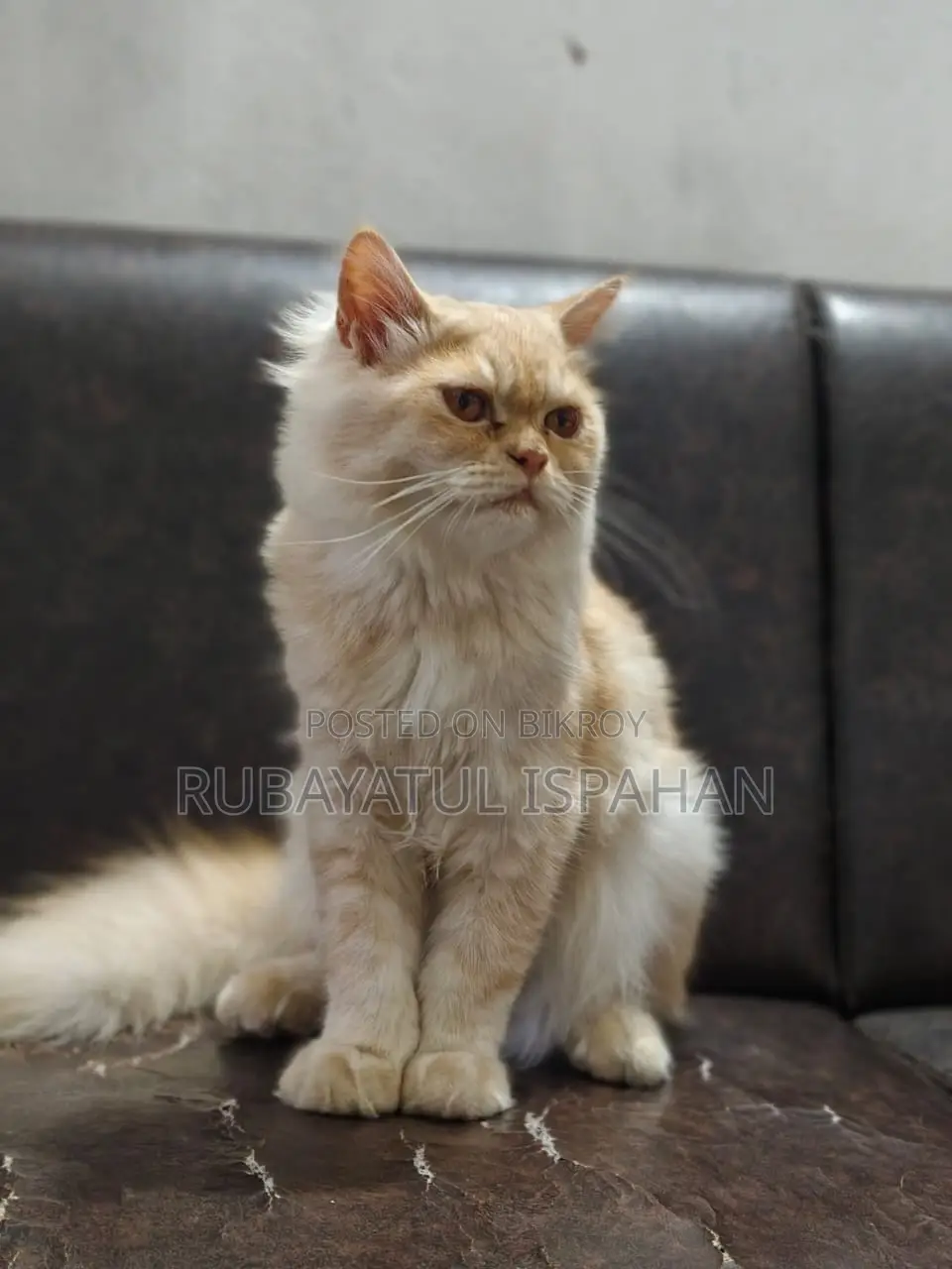 3-6 months Male Purebred Persian
