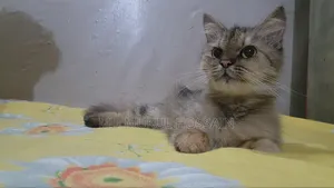 1+ year Female Purebred Persian