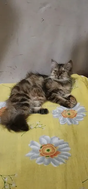 1+ year Female Purebred Persian