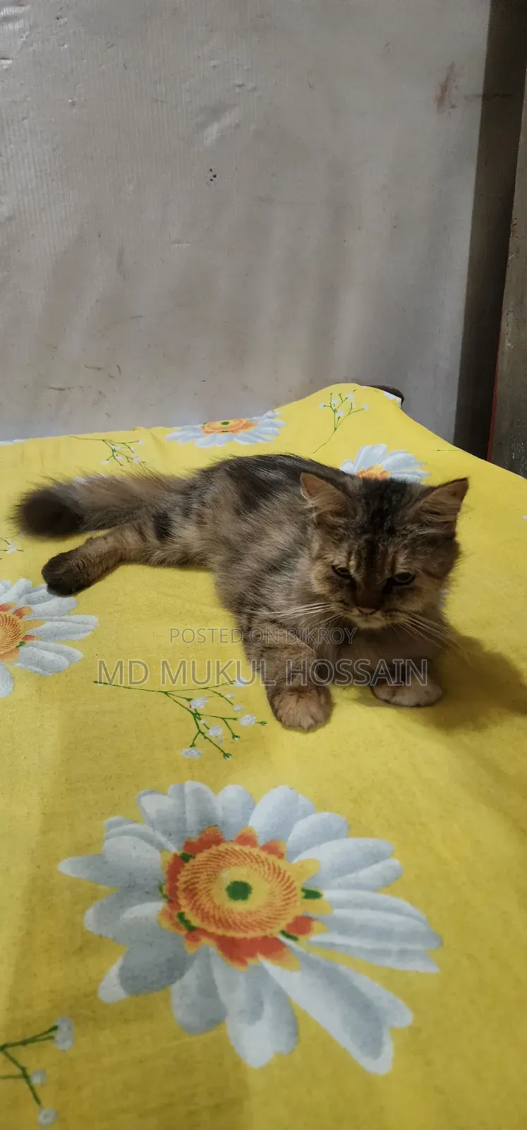 1+ year Female Purebred Persian