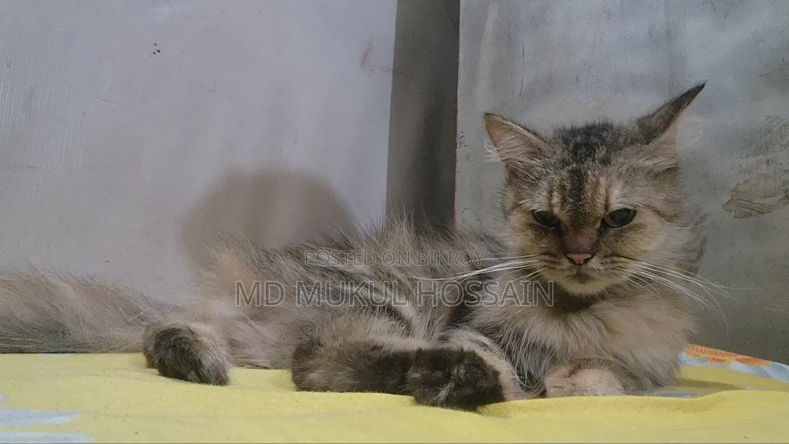 1+ year Female Purebred Persian