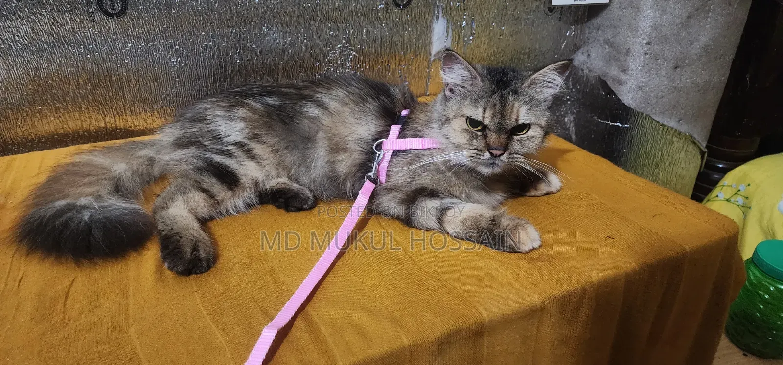 1+ year Female Purebred Persian