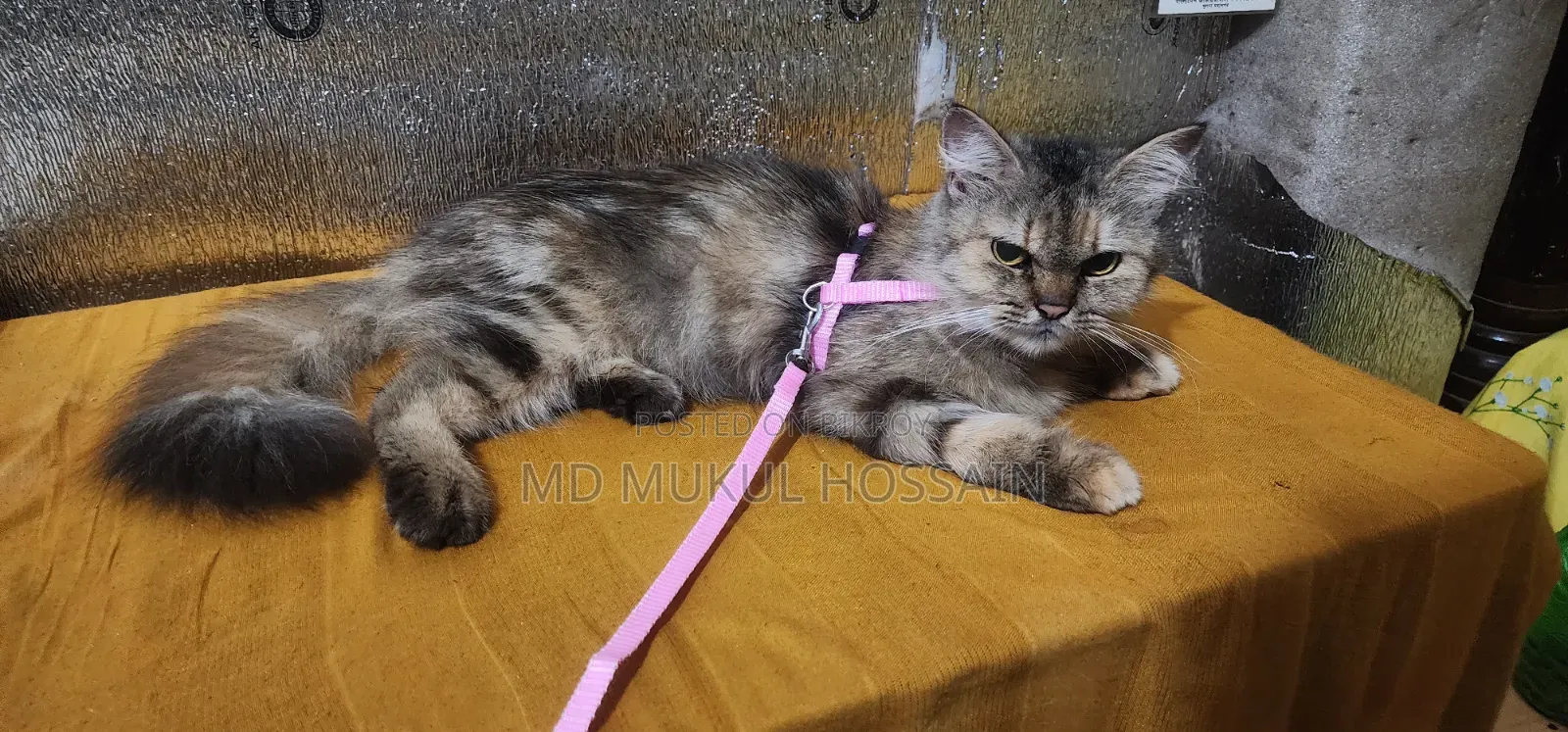 1+ year Female Purebred Persian
