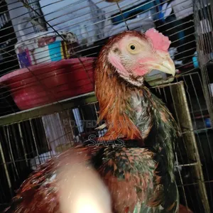 Aseel Fighter Chicken
