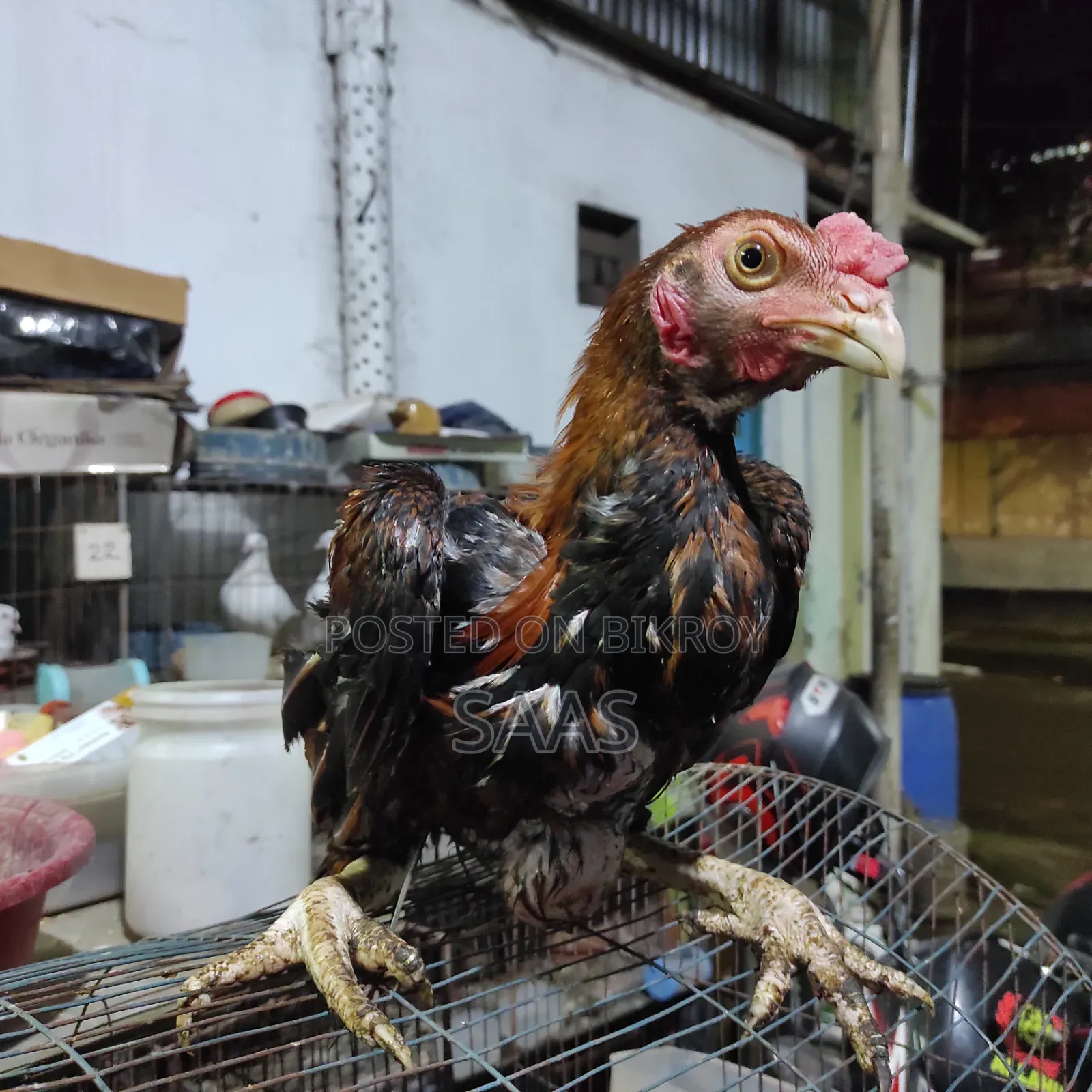 Aseel Fighter Chicken