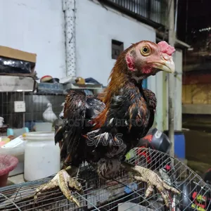 Aseel Fighter Chicken