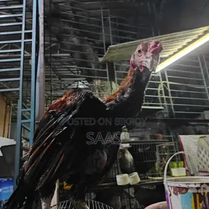 Aseel Fighter Chicken