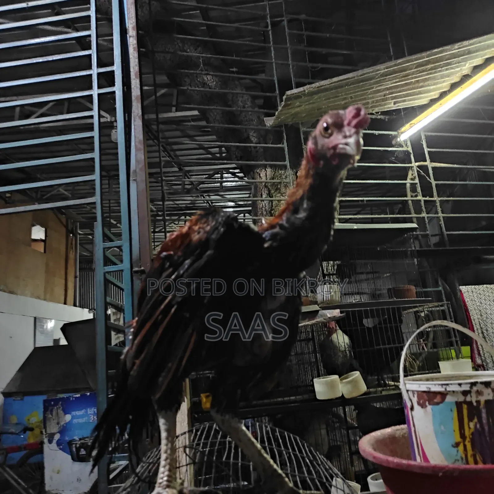 Aseel Fighter Chicken