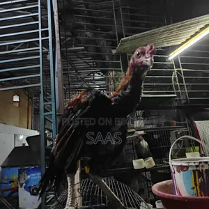 Aseel Fighter Chicken