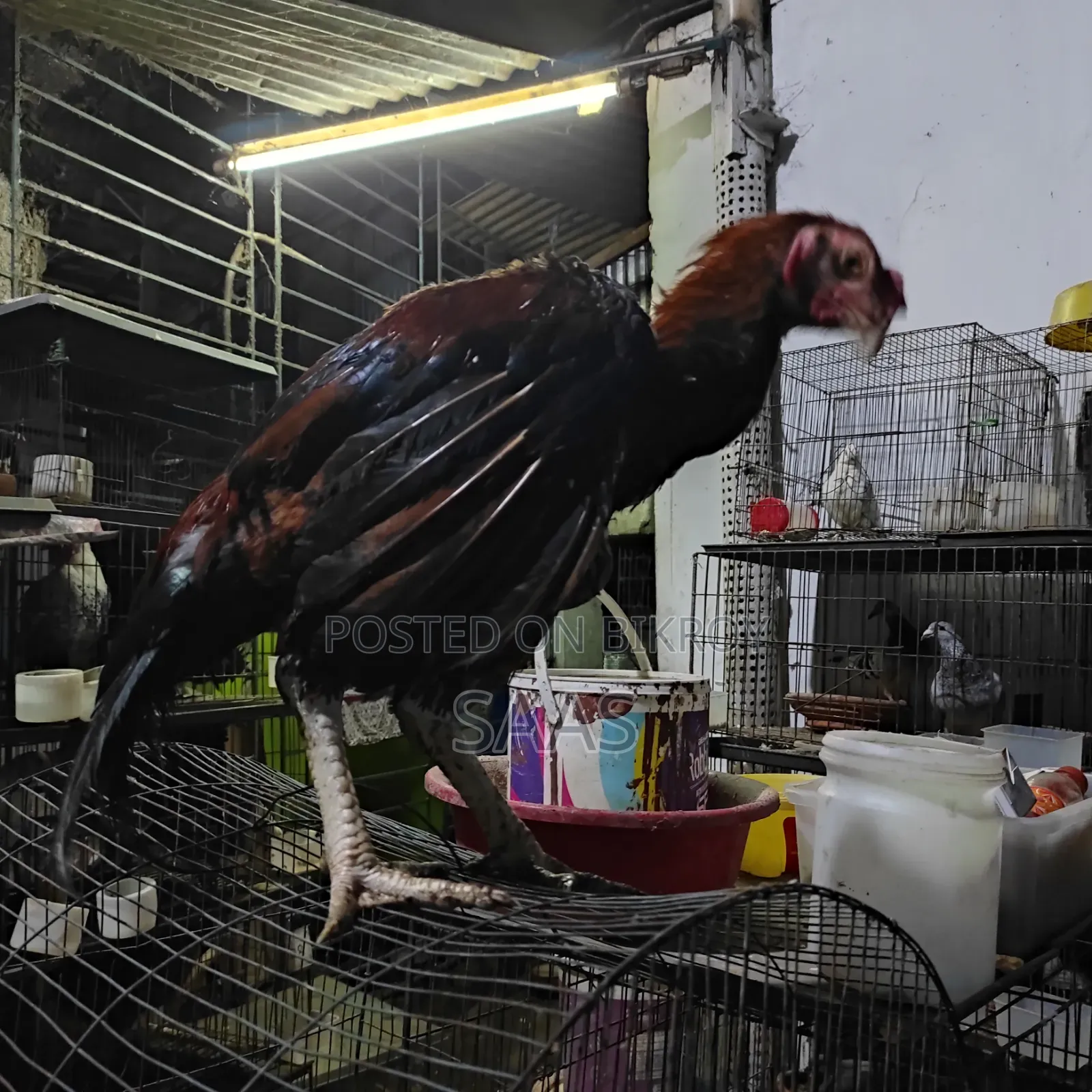 Aseel Fighter Chicken