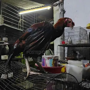 Aseel Fighter Chicken