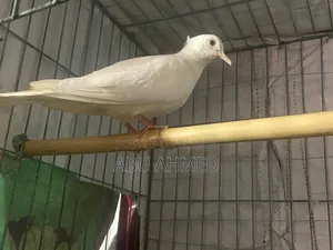 Australian Chuital Madi Gugu