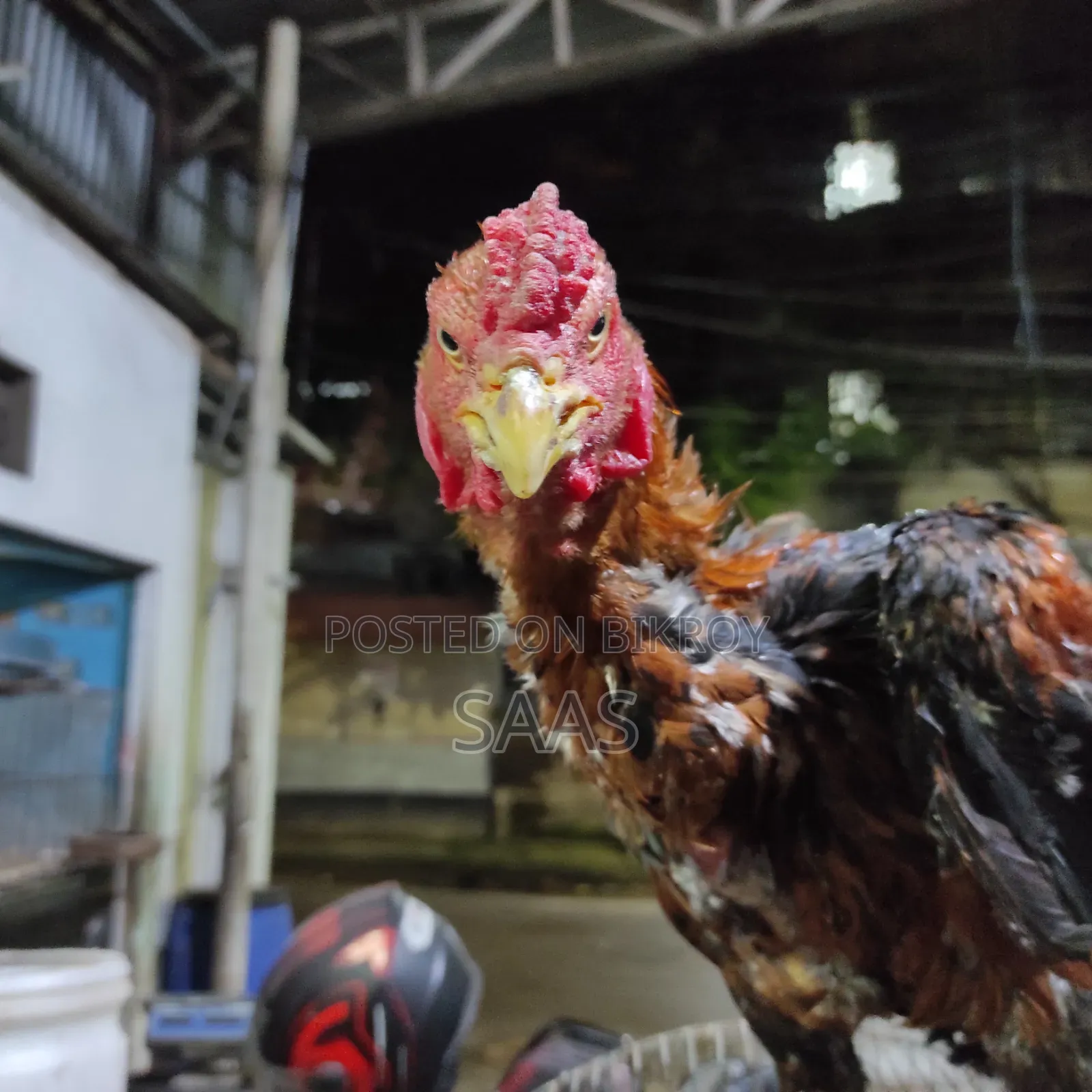 Aseel Fighter Chicken