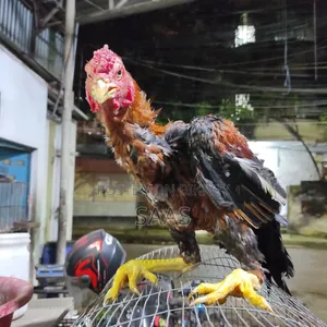 Aseel Fighter Chicken