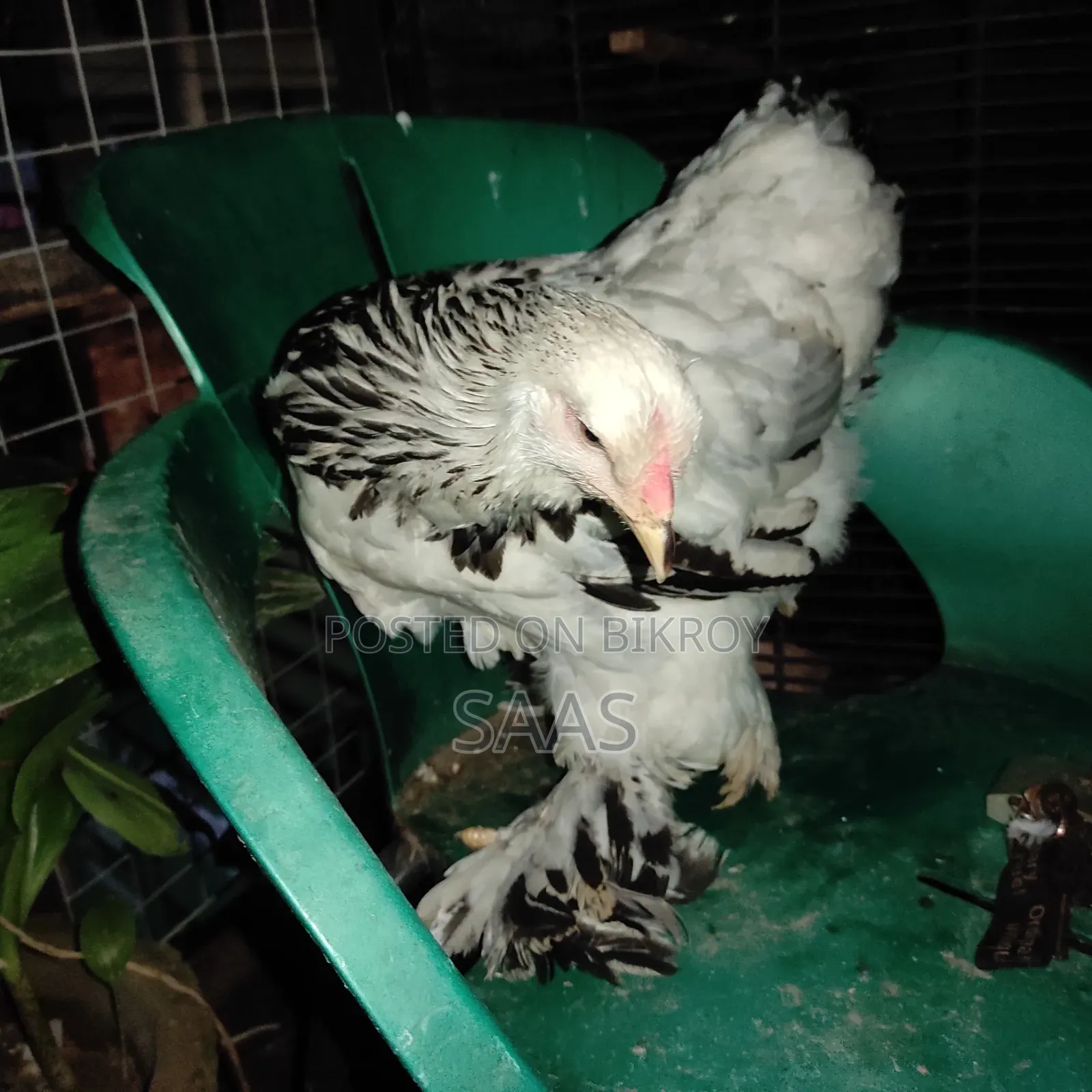 Brahma Chicken