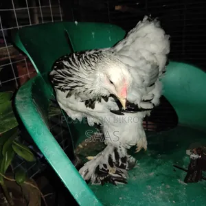 Brahma Chicken