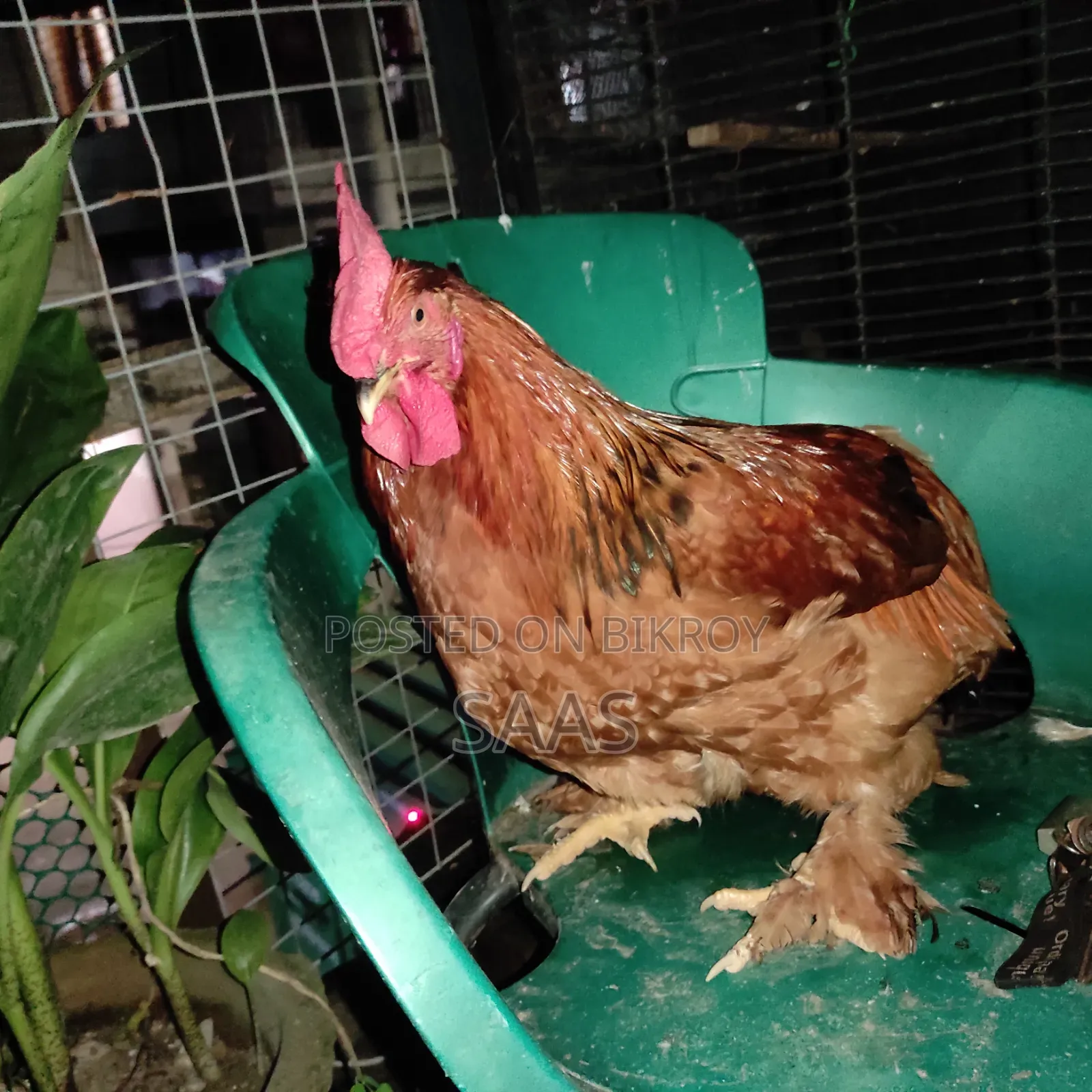 Brahma Chicken