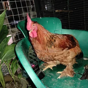 Brahma Chicken