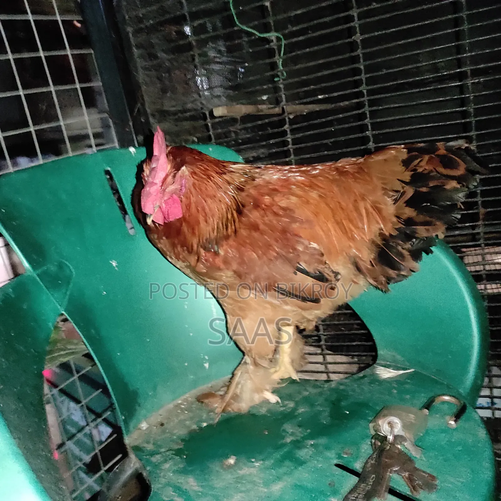 Brahma Chicken
