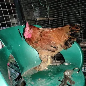 Brahma Chicken