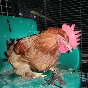 Brahma Chicken