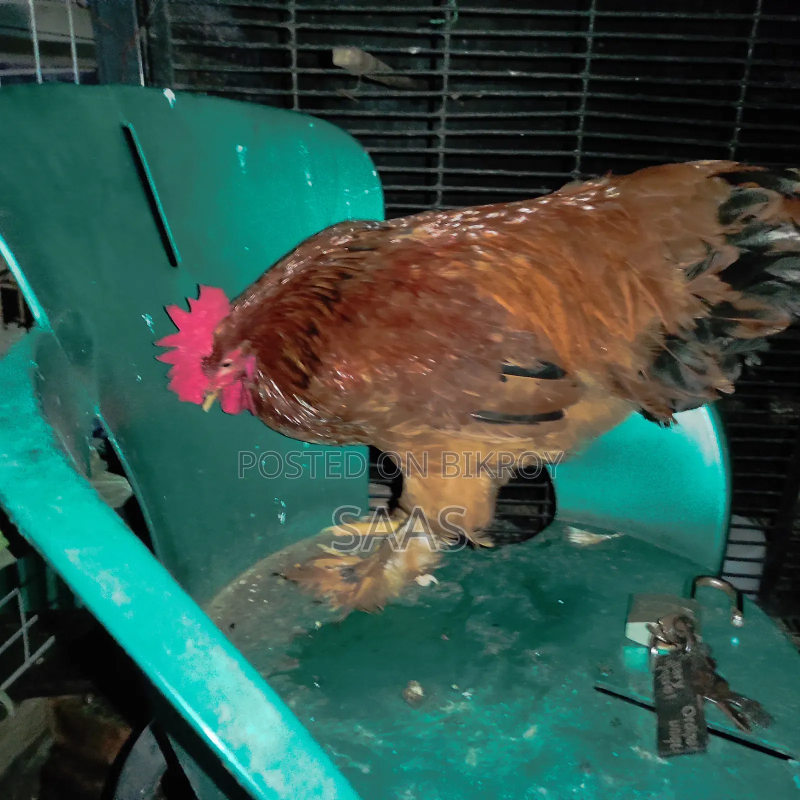 Brahma Chicken