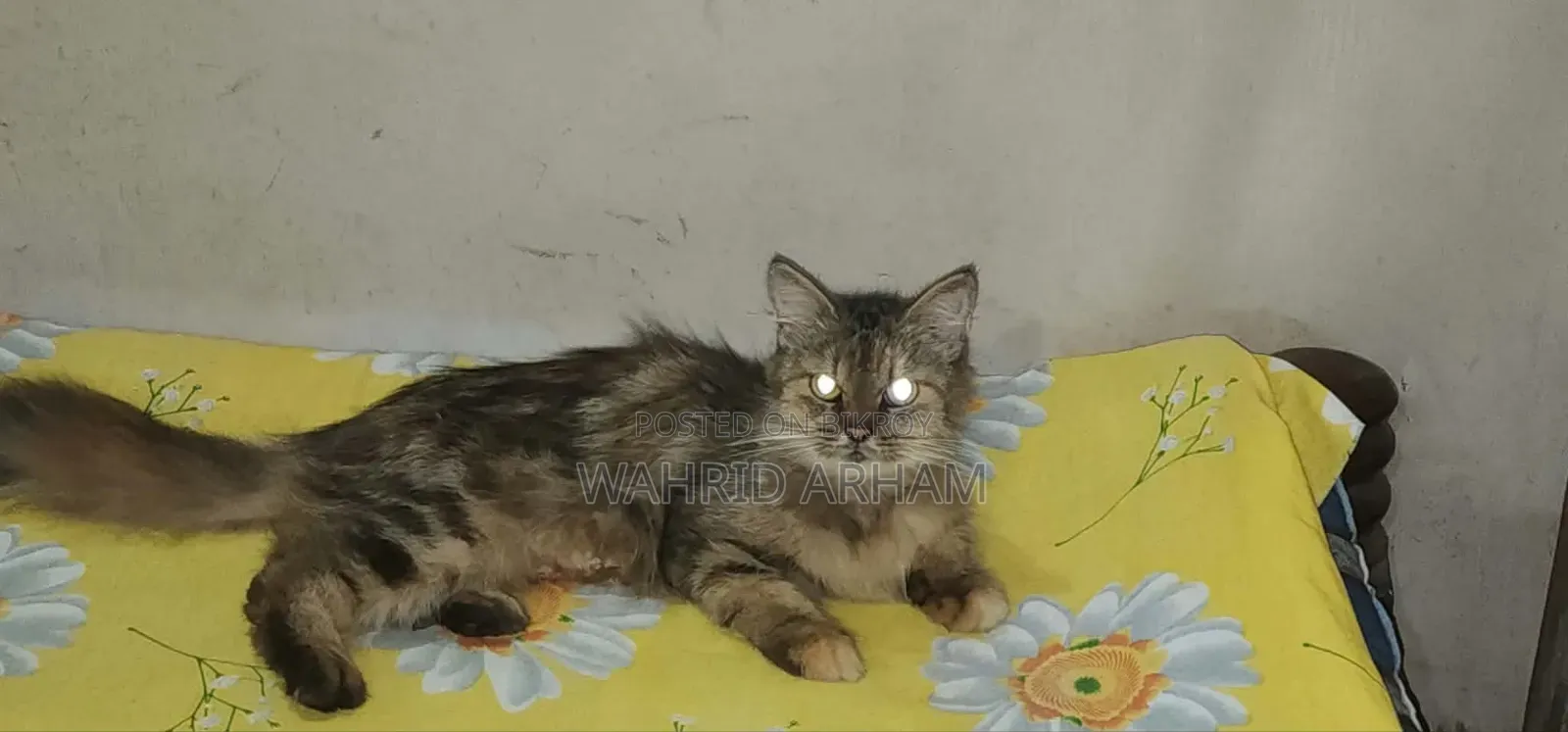 1+ year Female Purebred Persian