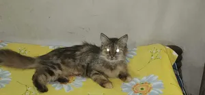 1+ year Female Purebred Persian