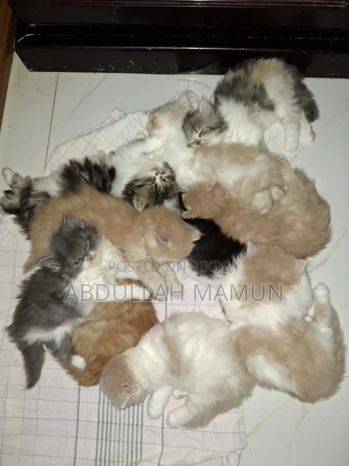 1-3 months Female Purebred Persian