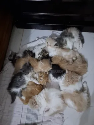 1-3 months Female Purebred Persian