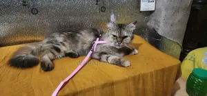 1+ year Female Purebred Persian