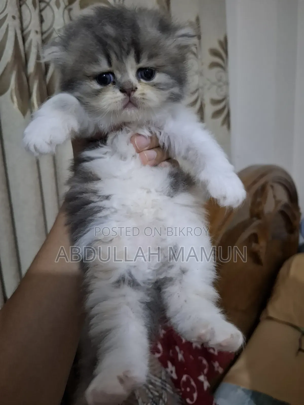 1-3 months Female Purebred Persian