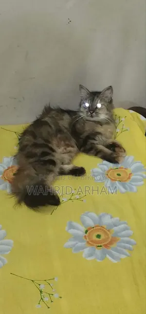 1+ year Female Purebred Persian