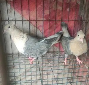 চুয়া চন্দন কবুতর