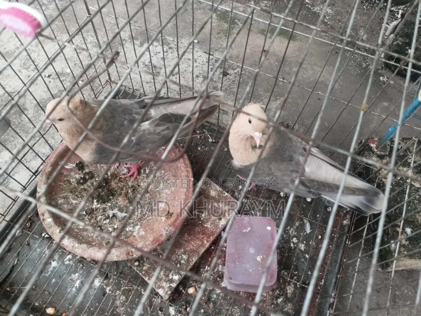 চুয়া চন্দন কবুতর