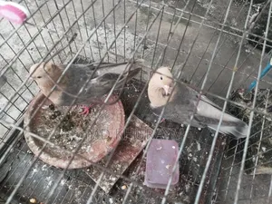 চুয়া চন্দন কবুতর