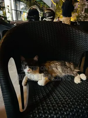 1+ year Male Mixed Breed Persian