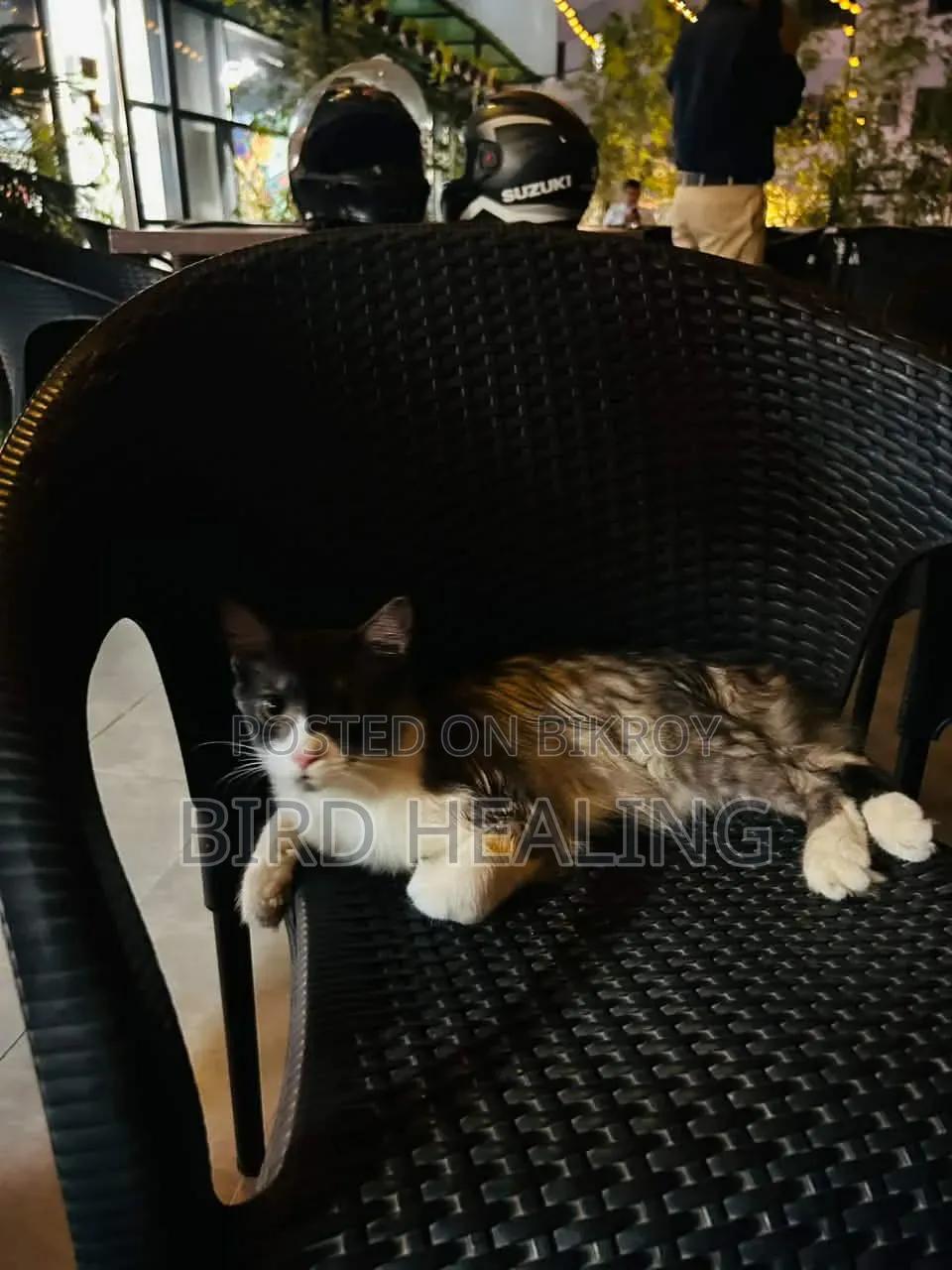 1+ year Male Mixed Breed Persian