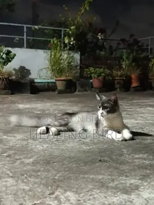 1+ year Male Mixed Breed Persian