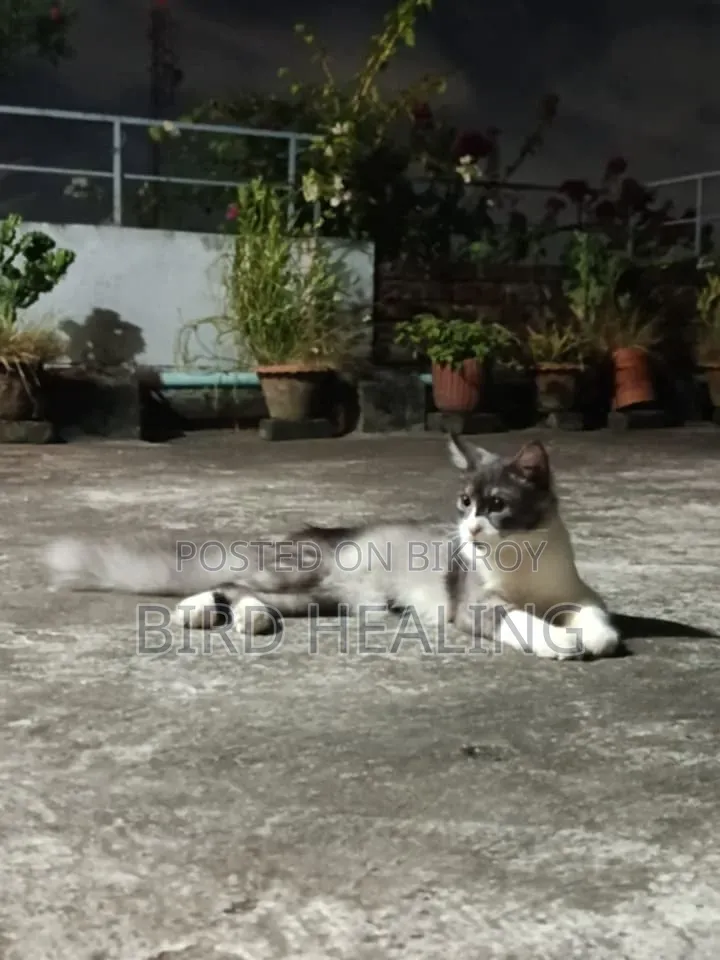 1+ year Male Mixed Breed Persian
