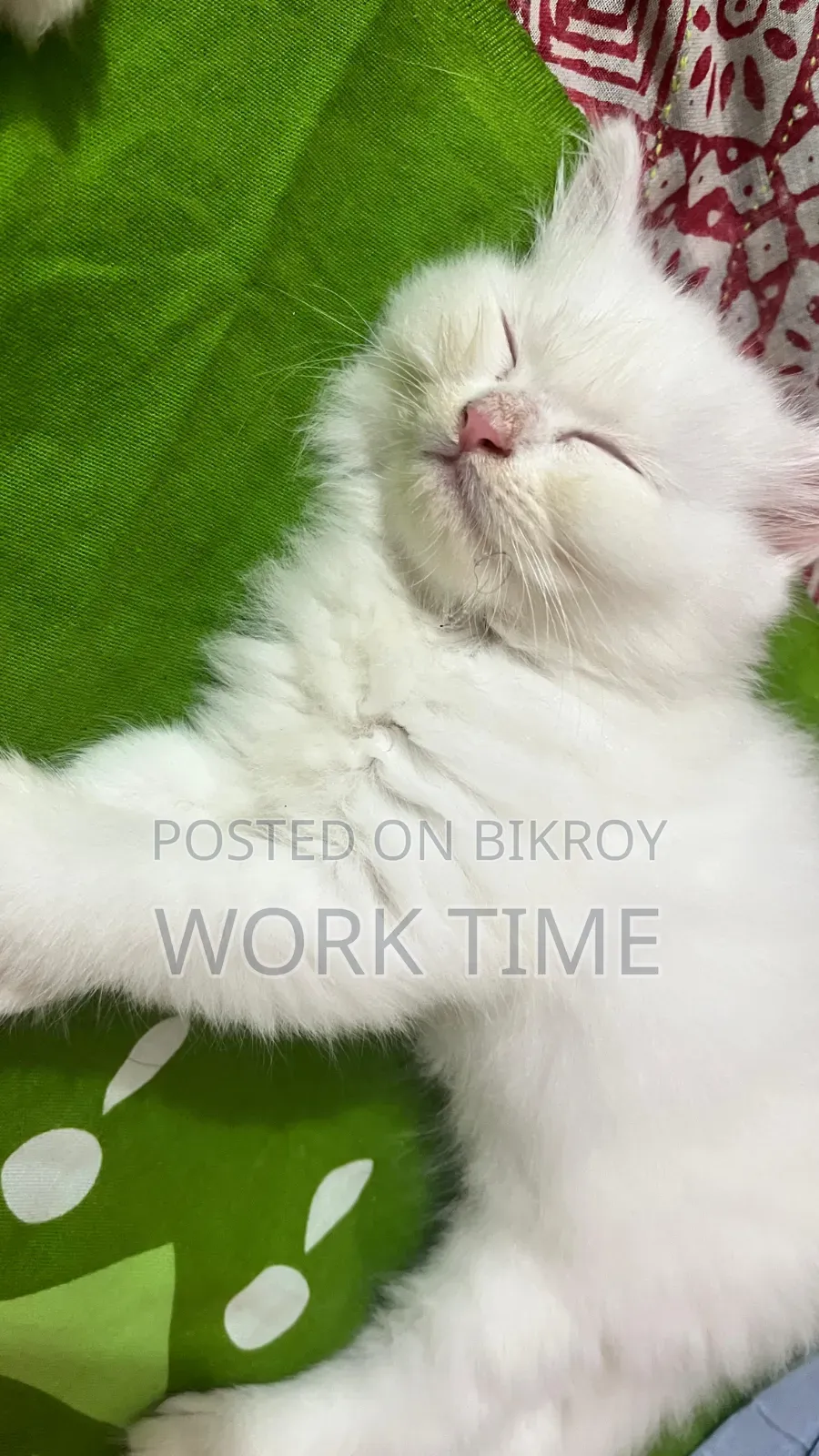 1-3 months Male Purebred Persian