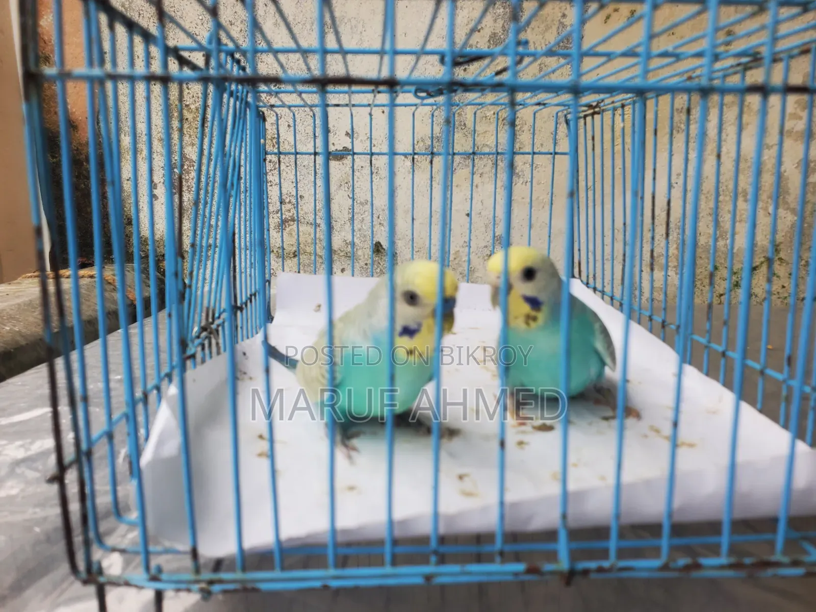 Bajigar Pakhi for Sell