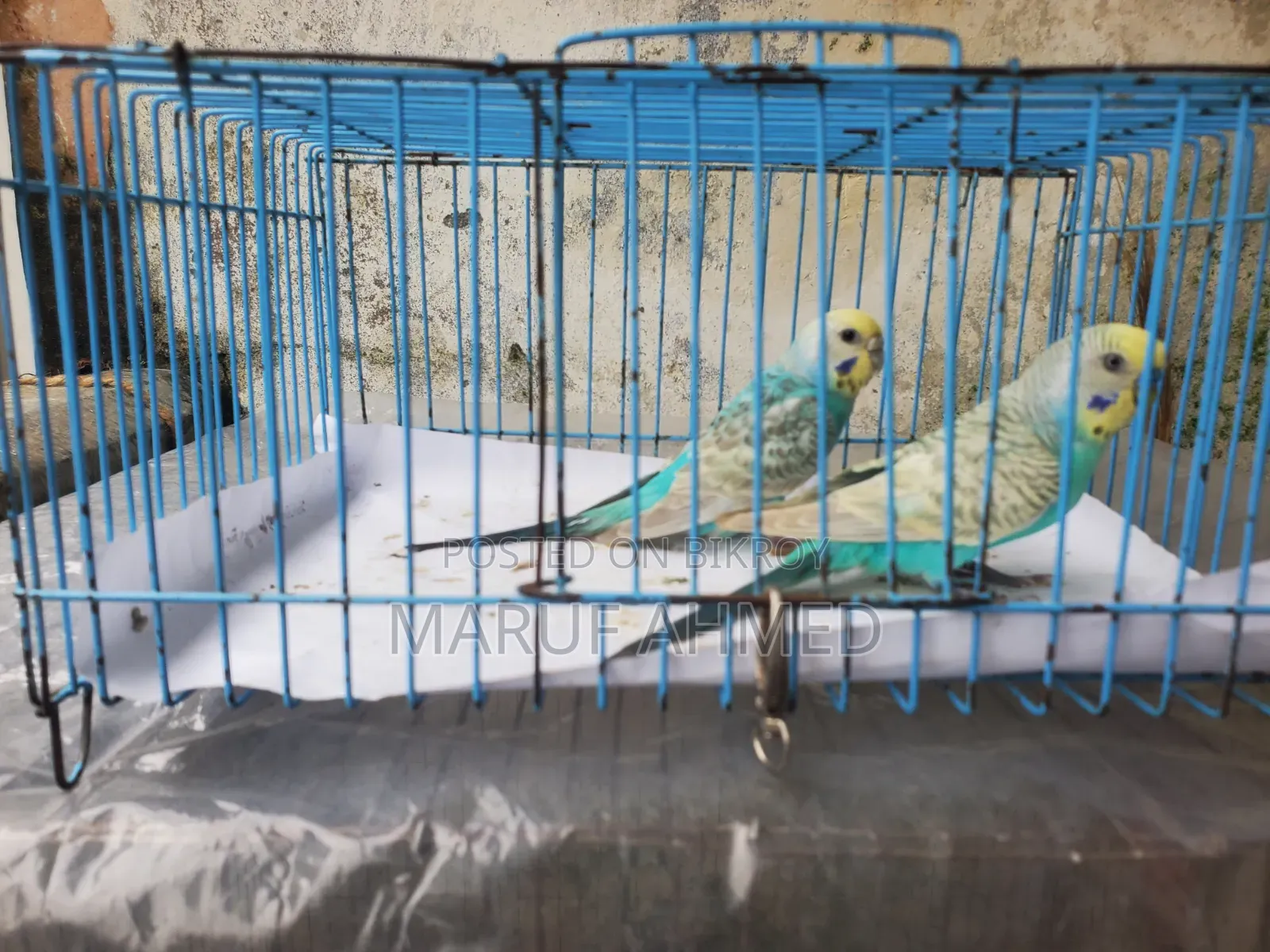 Bajigar Pakhi for Sell